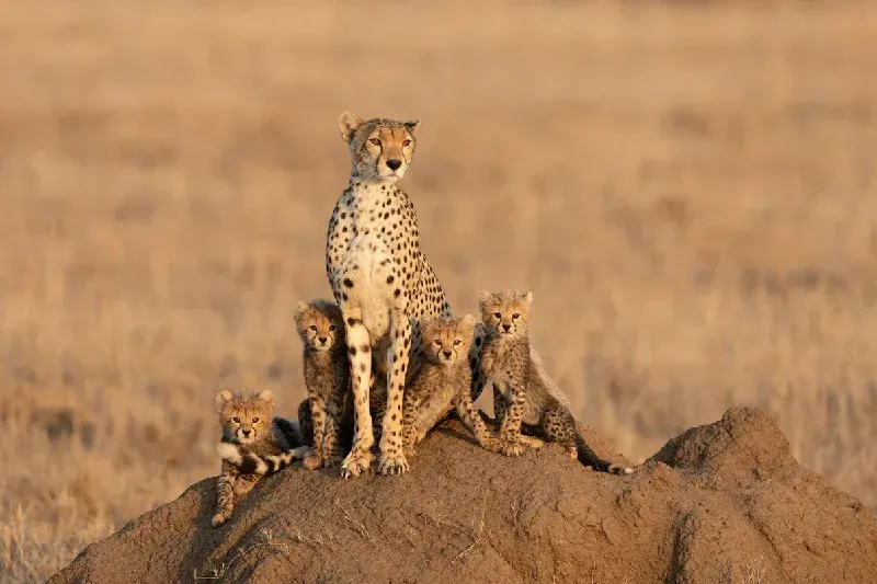 Cheetah mother with her four babies in the Serengeti National Park 