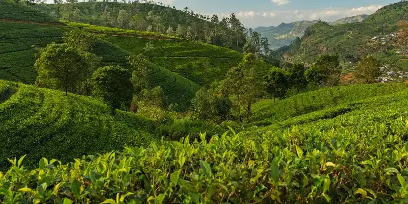 Nuwara Eliya, Sri Lanka, terrenos de plantaciones de té verde.