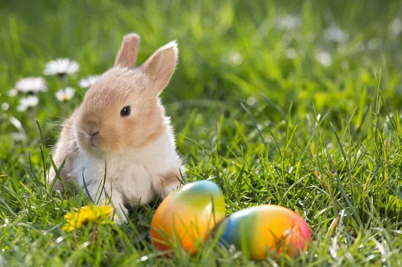 junger Hase im grünen Gras mit bunten Ostereiern im Hintergrund.