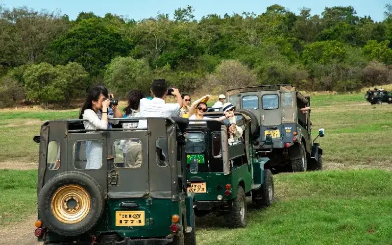 Safari