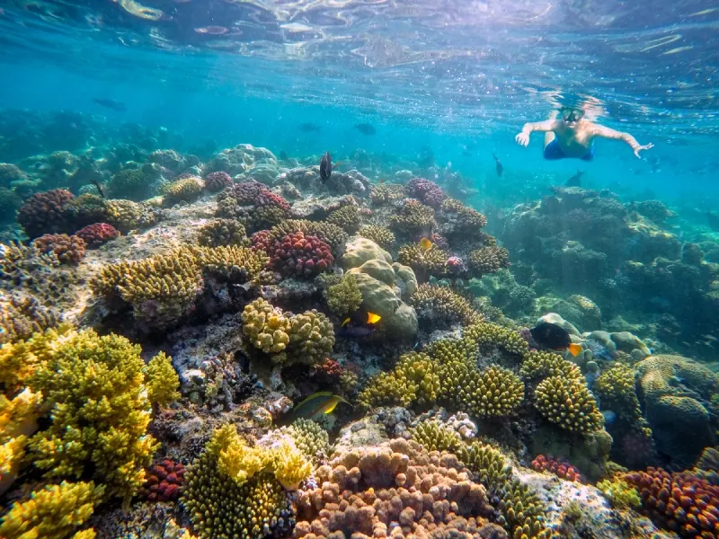 Snorkling in Red Sea