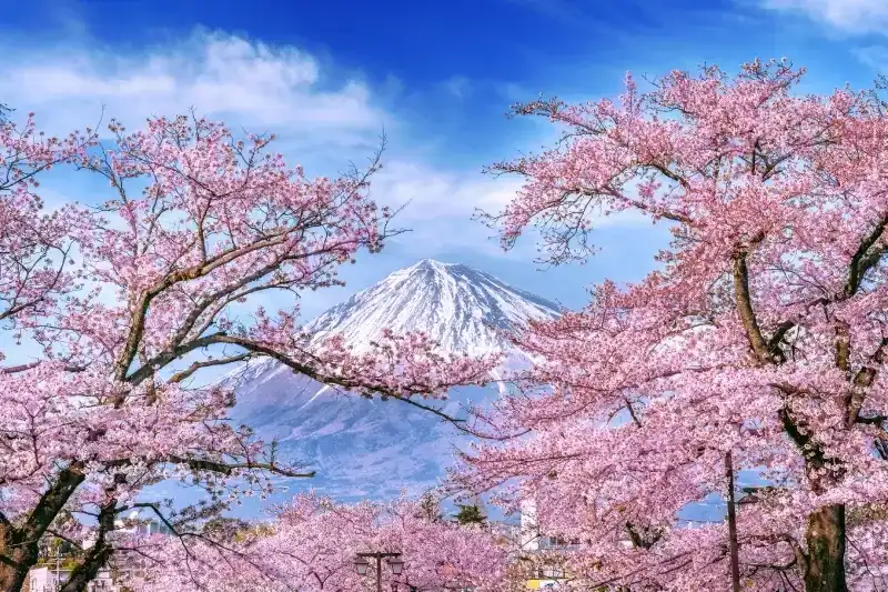 monte-fuji-emoldurado-por-cerejeiras-em-flor