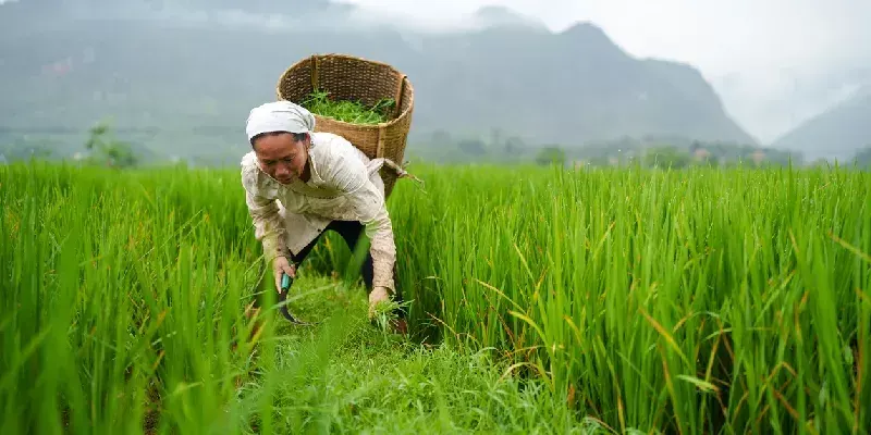 Agricultora en el valle de Chai Chau cosechando arroz en el campo, Mai Chau, Vietnam.