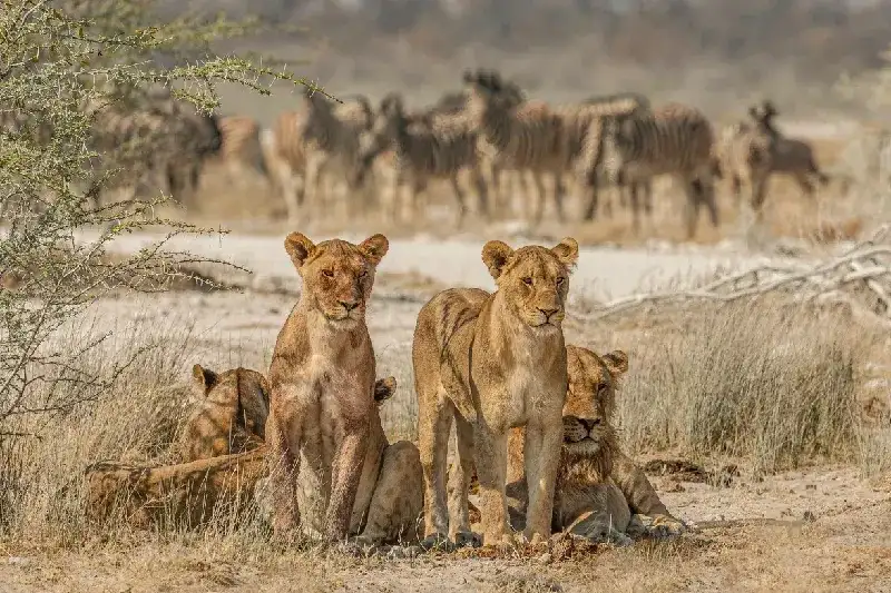 7-Day Namibia Tour: Fly-in Desert & Wildlife