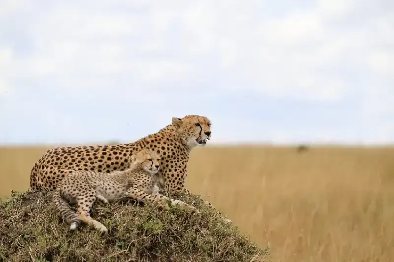 Cheetahs from Masai Mara