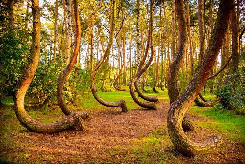 foreste più grandi del mondo