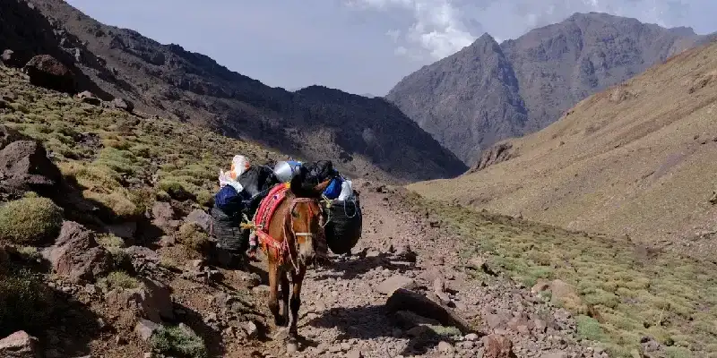 Ascenso al monte Toubkal, mula transportando equipaje por el sendero en el Parque Nacional de Toubkal, montañas del Atlas.