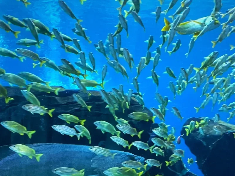 Acuario de Fakieh en Yeda: Guía Completa | Horarios y Tips