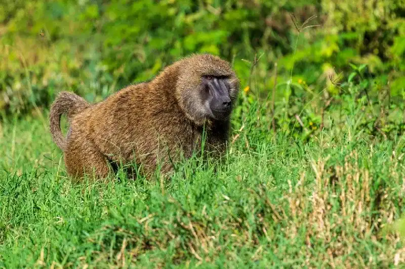 Baboon in Lake Nakuru national park 