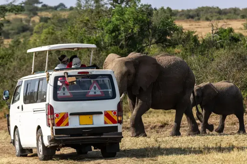 Unforgettable Kenya Safari Tour