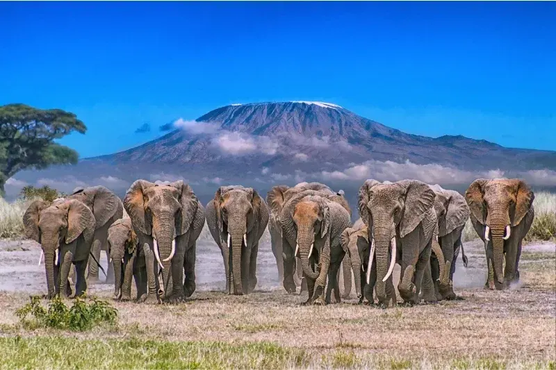 A herd of elephants crossing Amboseli National Park.