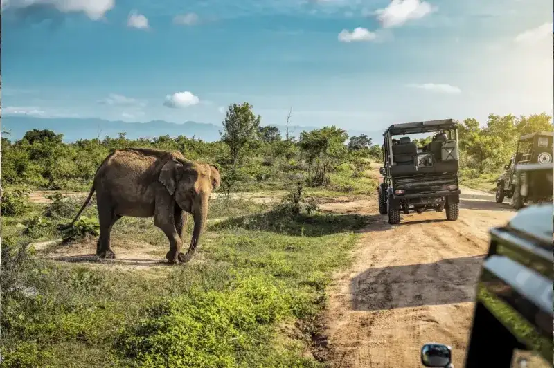 Elephant in Udawalawe National Park