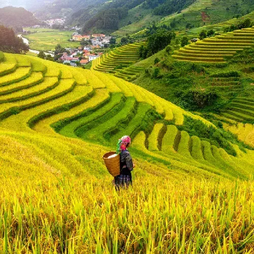 Sapa
