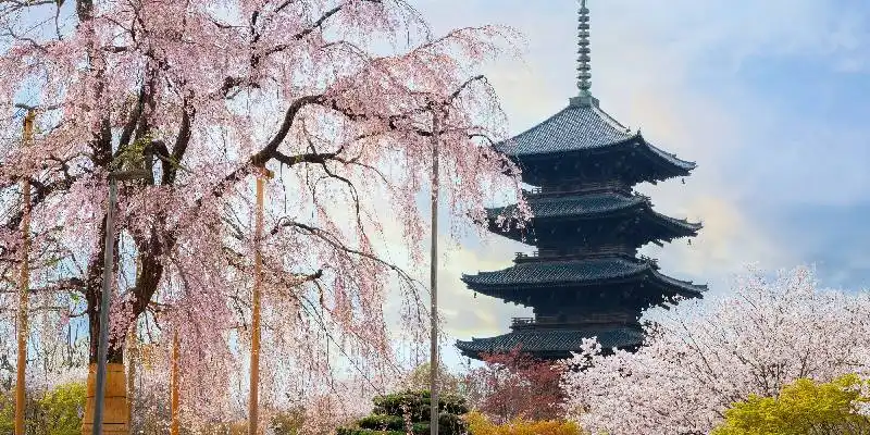 Il tempio Toji durante la piena fioritura dei ciliegi.