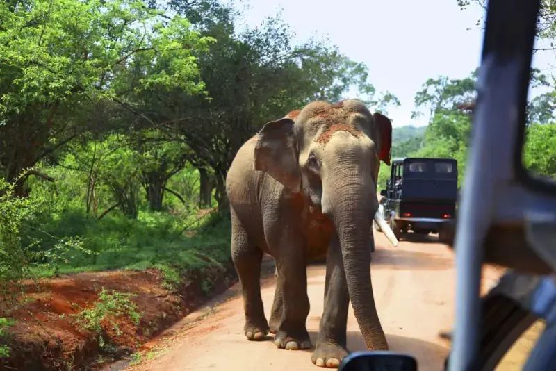 Watching elephants in Yala National Park