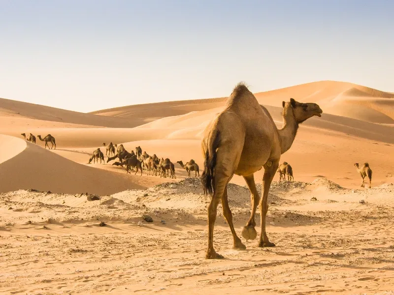 Rub al-Jali: Guía Completa del Desierto del Cuarto Vacío