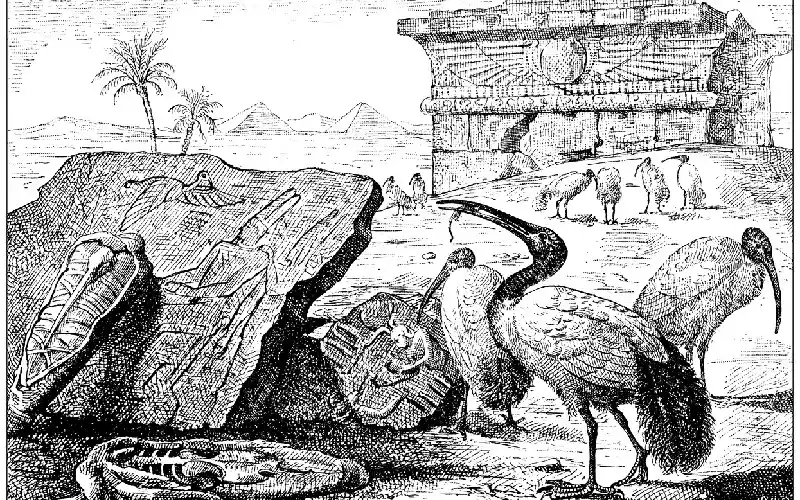 ibis bird egypt