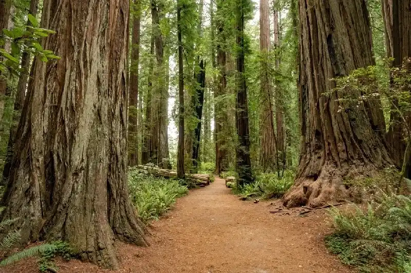 Redwood National- und State-Parks, Kalifornien, USA – die Kathedralen der Natur
