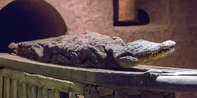 Cocodrilo momificado en el templo de Kom Ombo