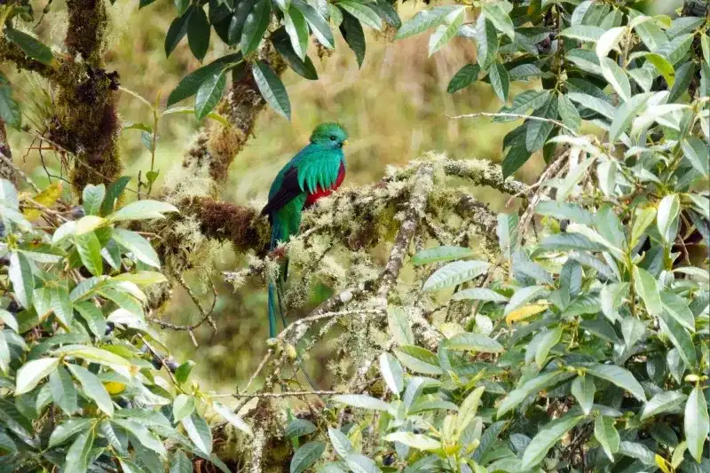 Männlicher Quetzalvogel im Nationalpark Los Quetzales in Costa Rica.