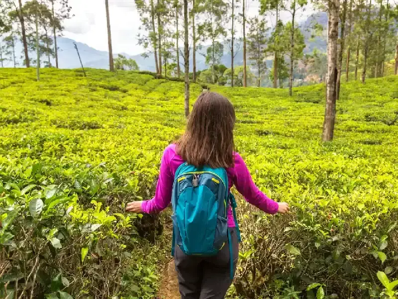 13 Dias Circuito Sri Lanka