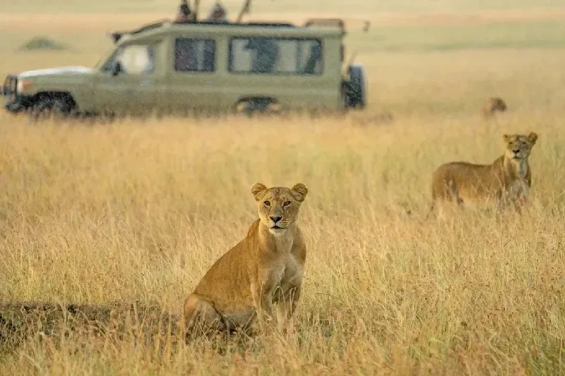 Lions with background of Safari tourist watching from car at Masai Mara National reserve