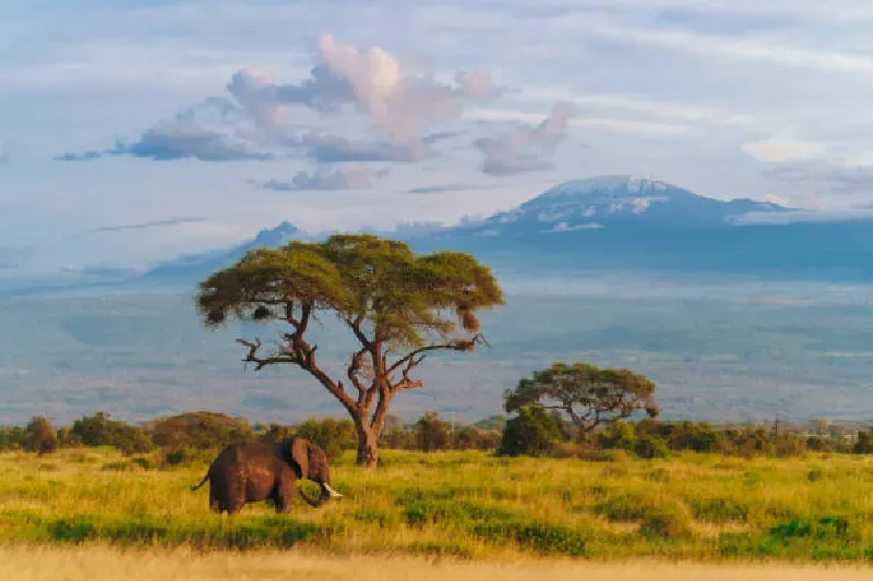 Amboseli-Nationalpark, Kenia.