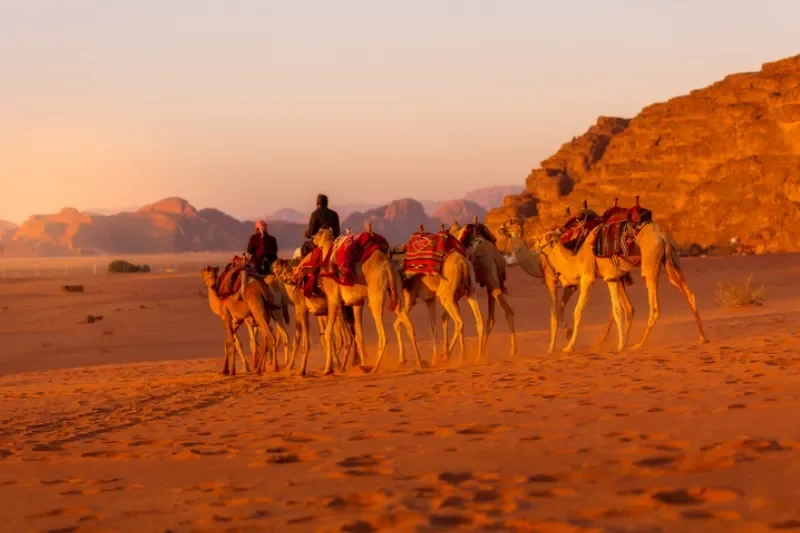 Cammelli nel deserto del wadi rum