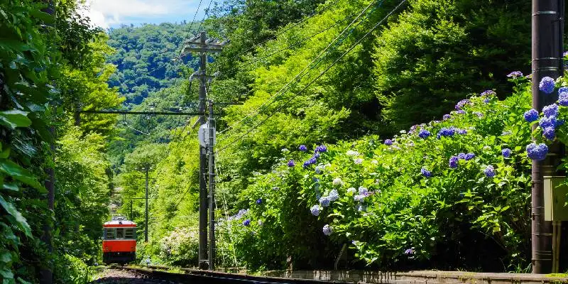 Le ortensie della ferrovia Hakone Tozan