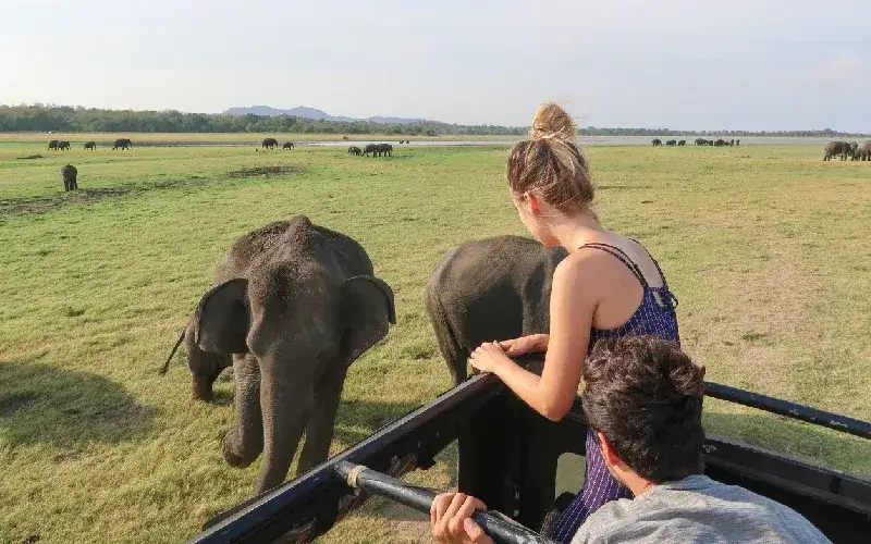 Minneriya