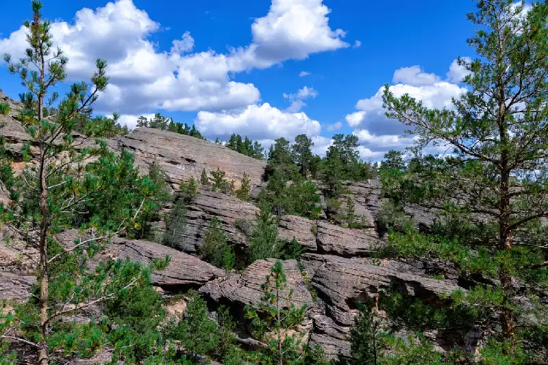 Karkaralinsk, Kazakhstan. Pines growing on rocks. Flat rocks in the mountains. Forest on a bright sunny day