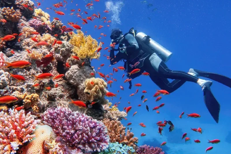 immerso tra coralli spettacolari e nuvole di pesci colorati.