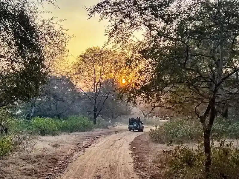 fauna selvatica ranthambore , ranthambore india