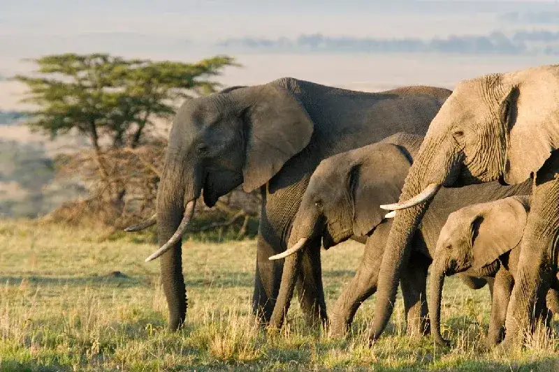 Group of African elephants in Masai Mara