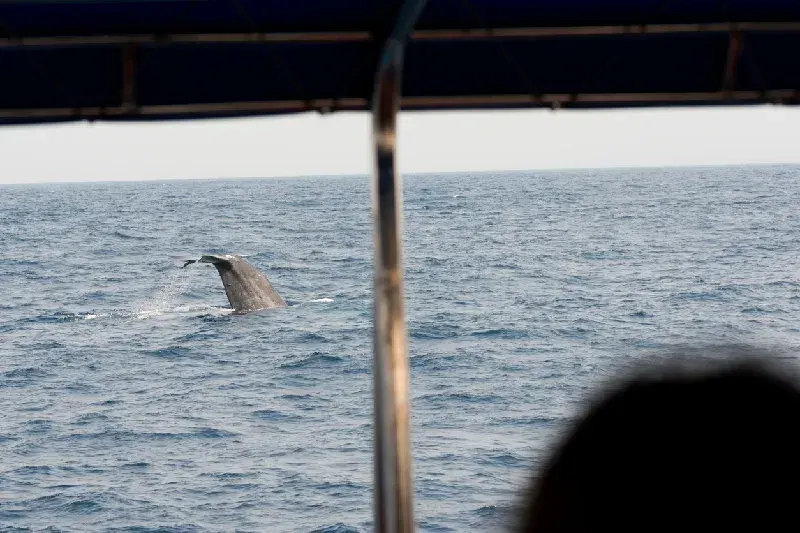 On a whale-watching boat, viewing a blue whale fluke off Mirissa