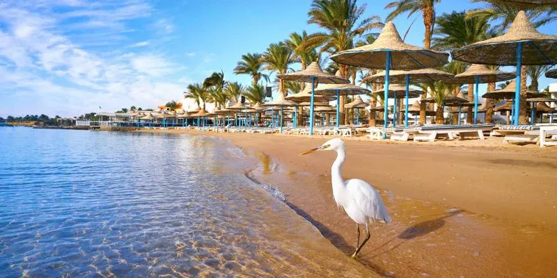 Marsa Alam mer Rouge Égypte