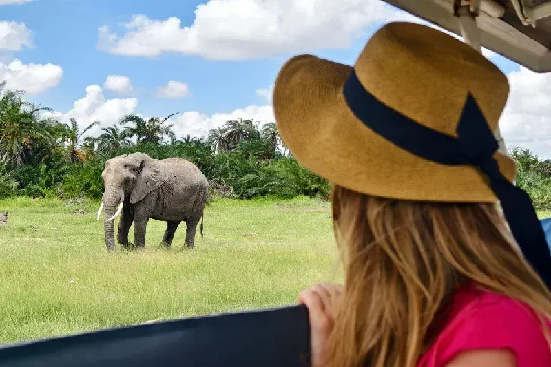 A woman watching African elephants from a safari vehicle in Amboseli National Park.