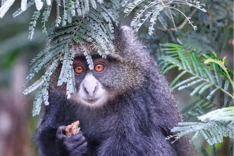 Blue Monkey at Kilimanjaro National Park
