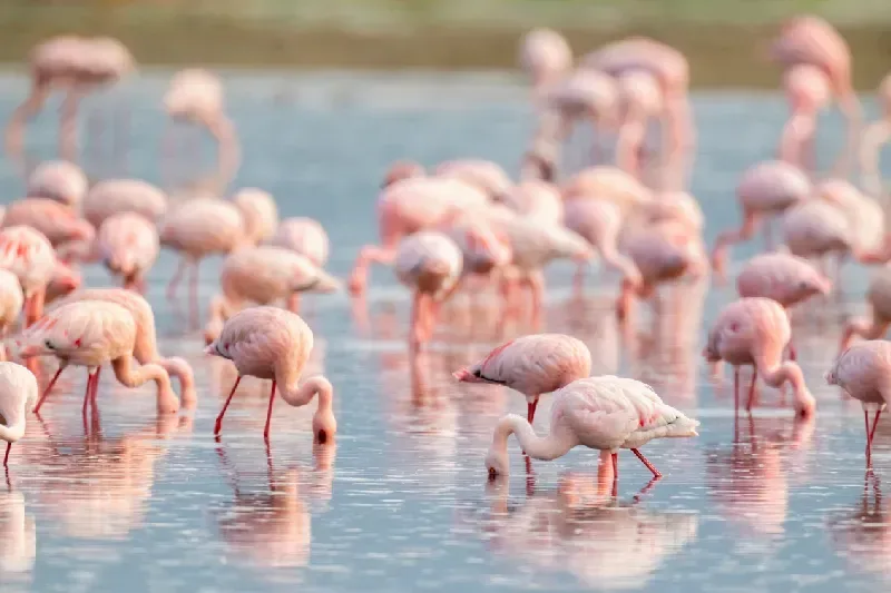 Flamingos in Ngorongoro Conservation Area