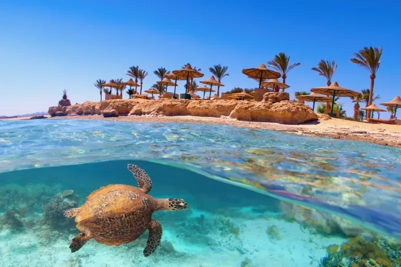 Spiaggia idilliaca con palme e ombrelloni, Mar Rosso, Egitto. Tartaruga marina sott'acqua.
