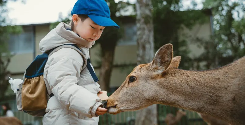 agazzino asiatico che dà da mangiare a un cervo di nara
