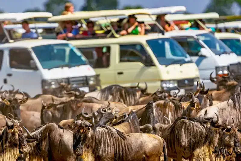 Great Migration of wildebeest in Kenya