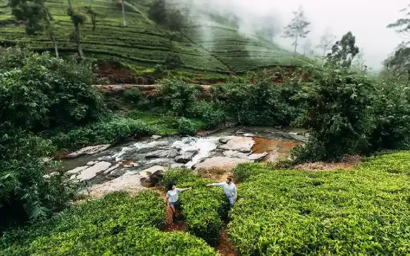 Coppia in viaggio di nozze nello Sri Lanka tra le piantagioni di tè
