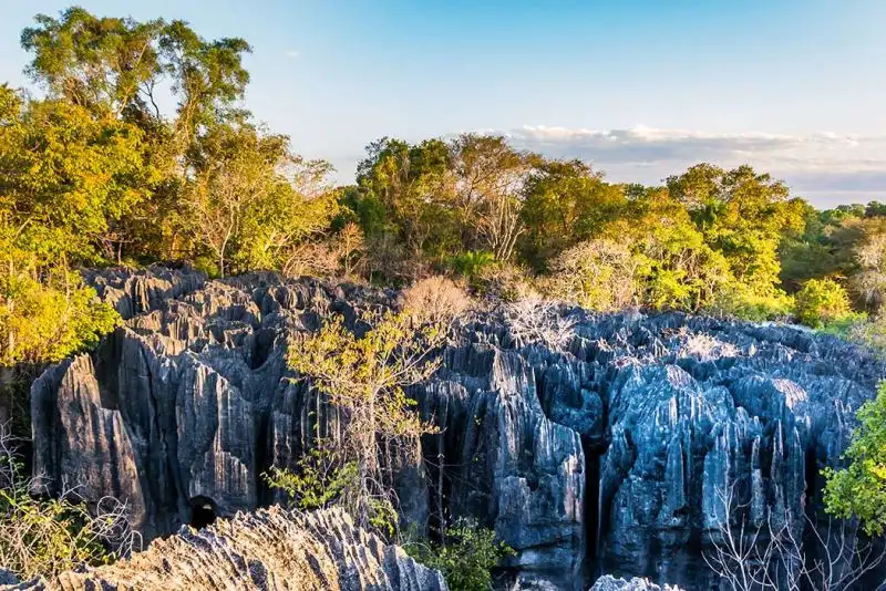foreste più grandi del mondo
