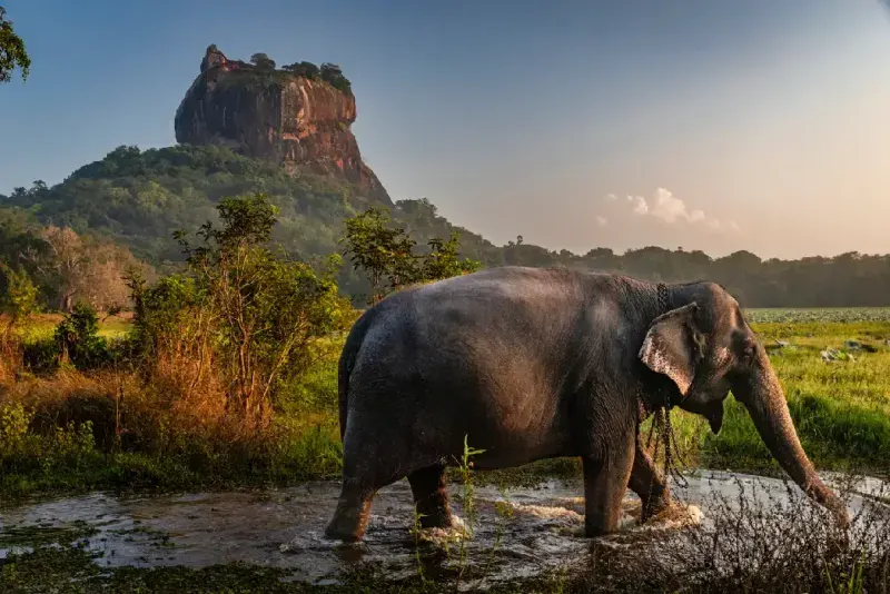 primer-plano-de-un-elefante-de-sri-lanka-con-la-roca-de-sigiriya-al-fondo