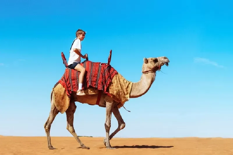 que faire le caire
