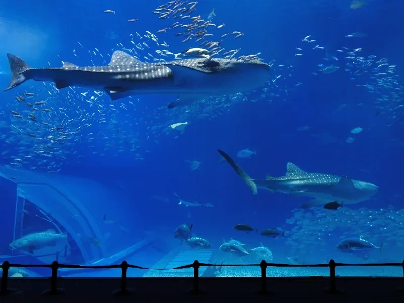 Okinawa Acuario Churaumi: Experiencia Imperdible Japón