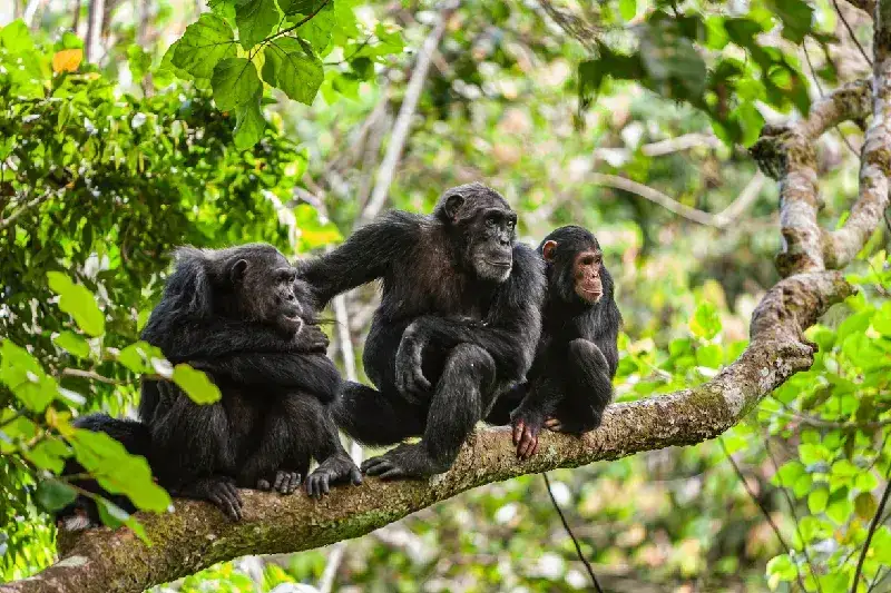 A Chimpanzee family at Mahale Mountains National Park