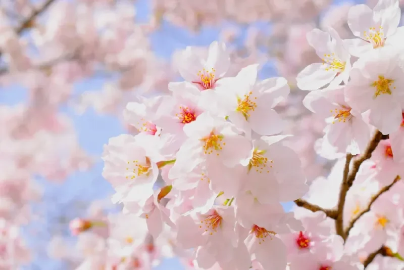 Cerezos en flor en Jardines
