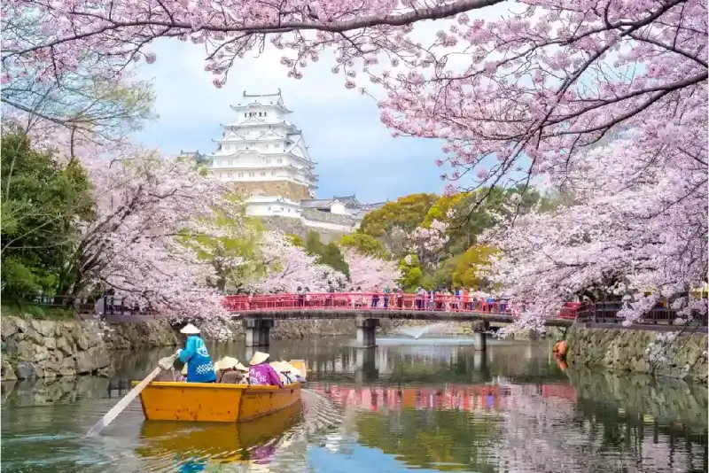 Castillo de Himeji con hermosos cerezos en flor durante la temporada de primavera.